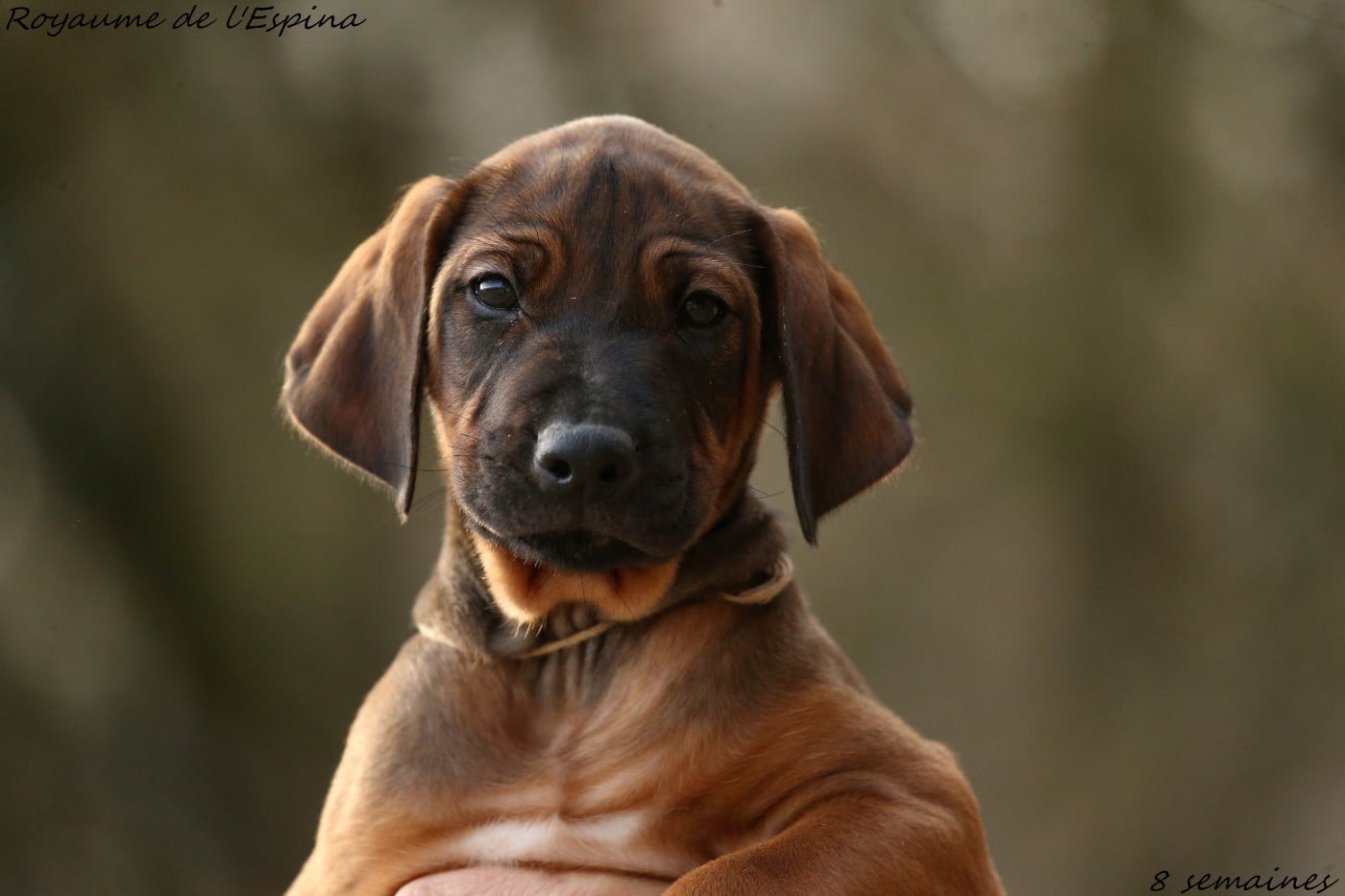 Ajabu Fury du Royaume de l'Espina
