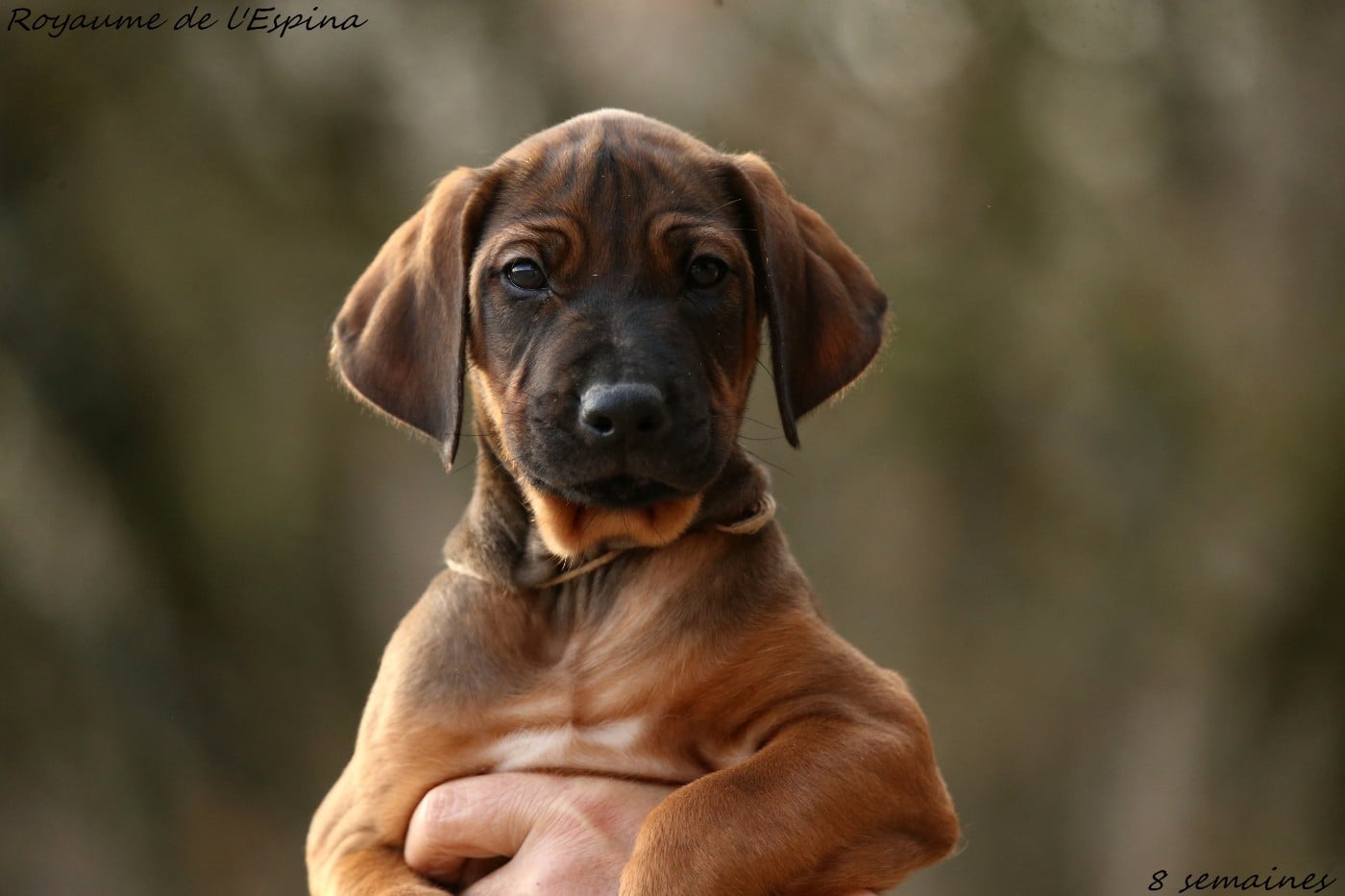 Ajabu Fury du Royaume de l'Espina