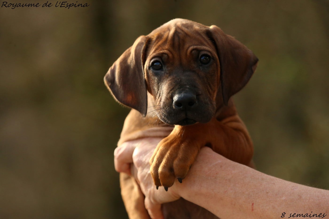 Azad du Royaume de l'Espina