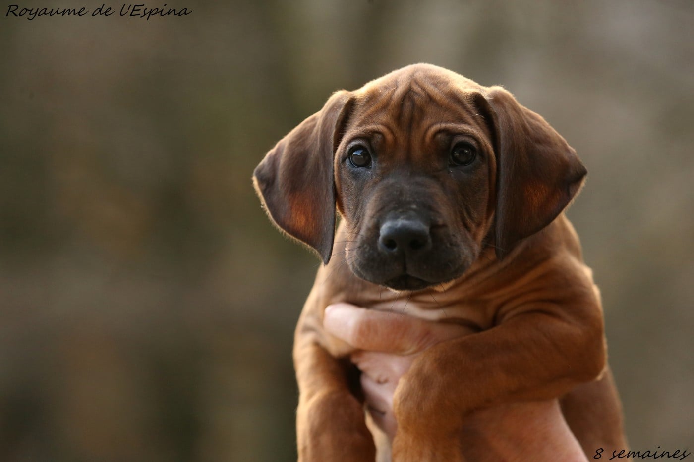 Azad du Royaume de l'Espina