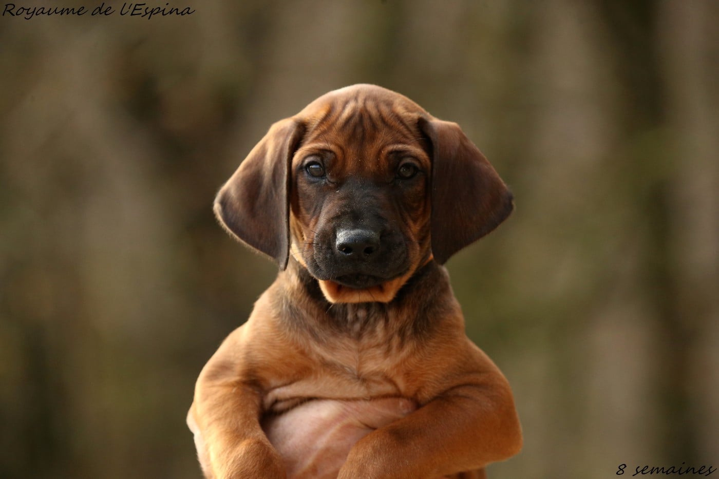 A' Braquo du Royaume de l'Espina