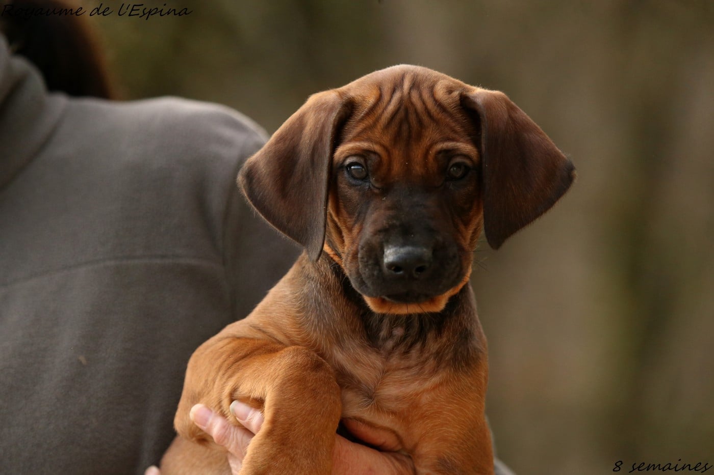 A' Braquo du Royaume de l'Espina