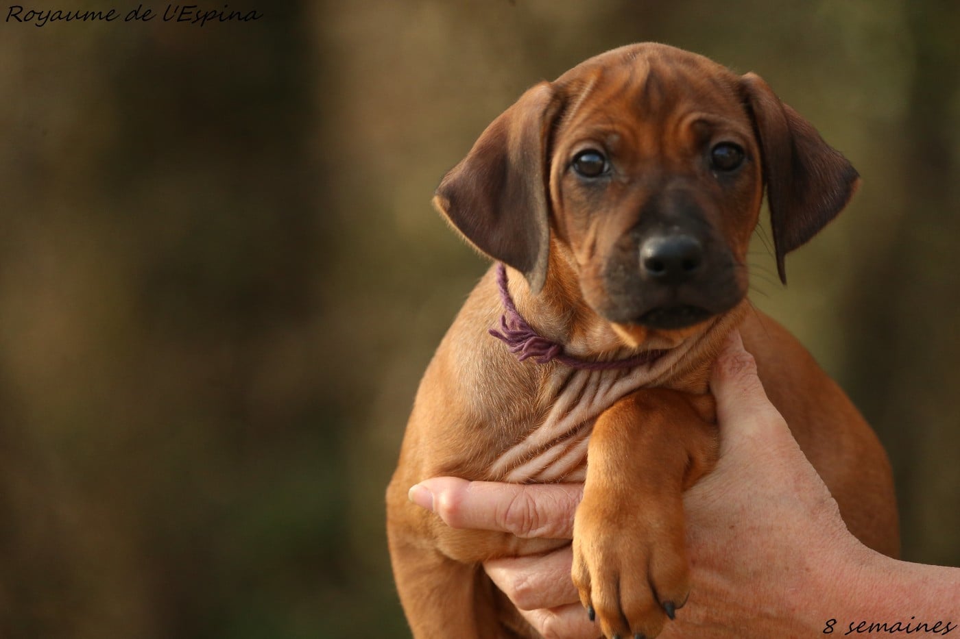 Aika du Royaume de l'Espina