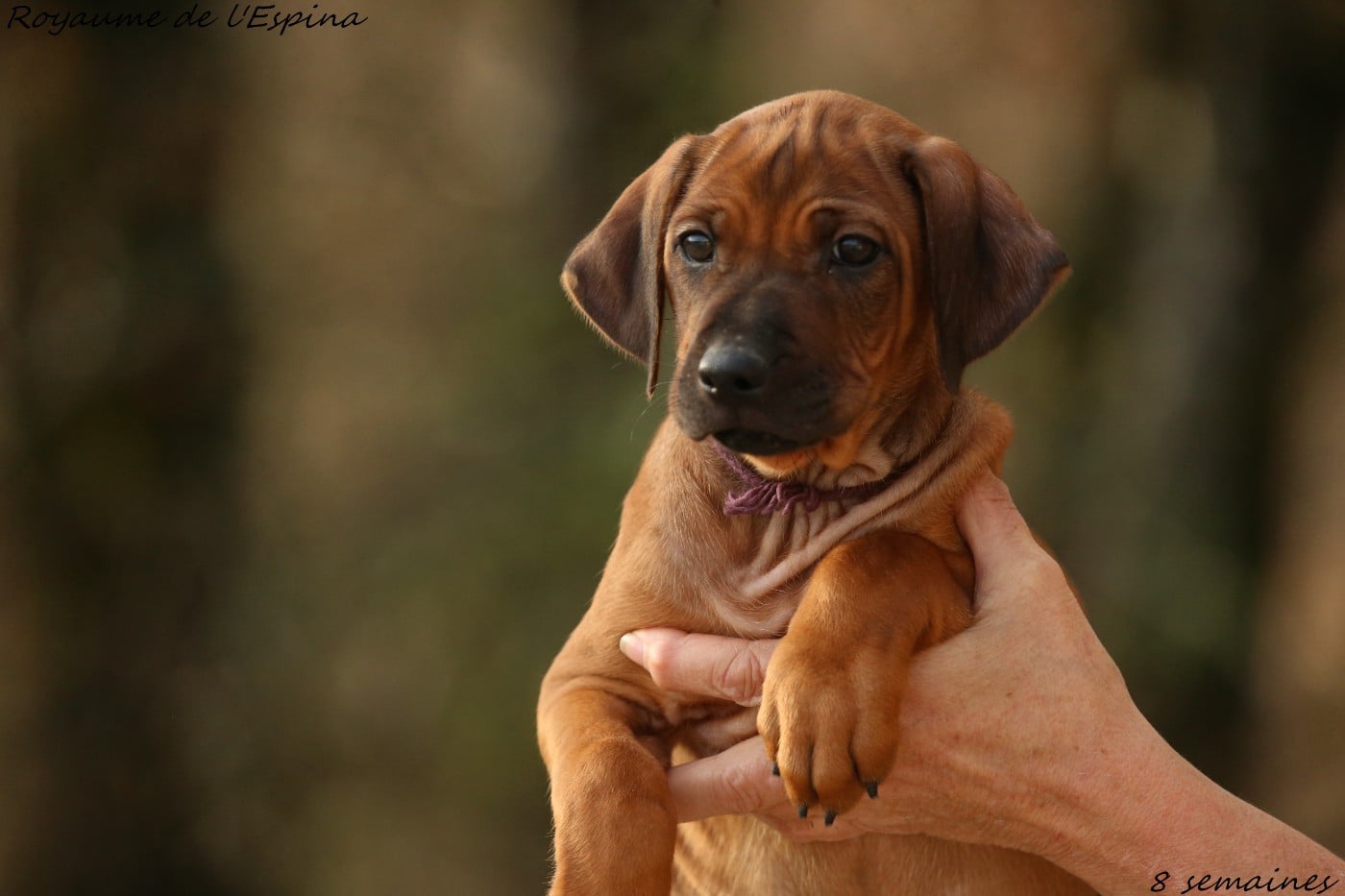 Aika du Royaume de l'Espina