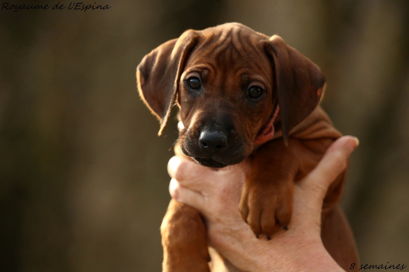 Amani du Royaume de l'Espina