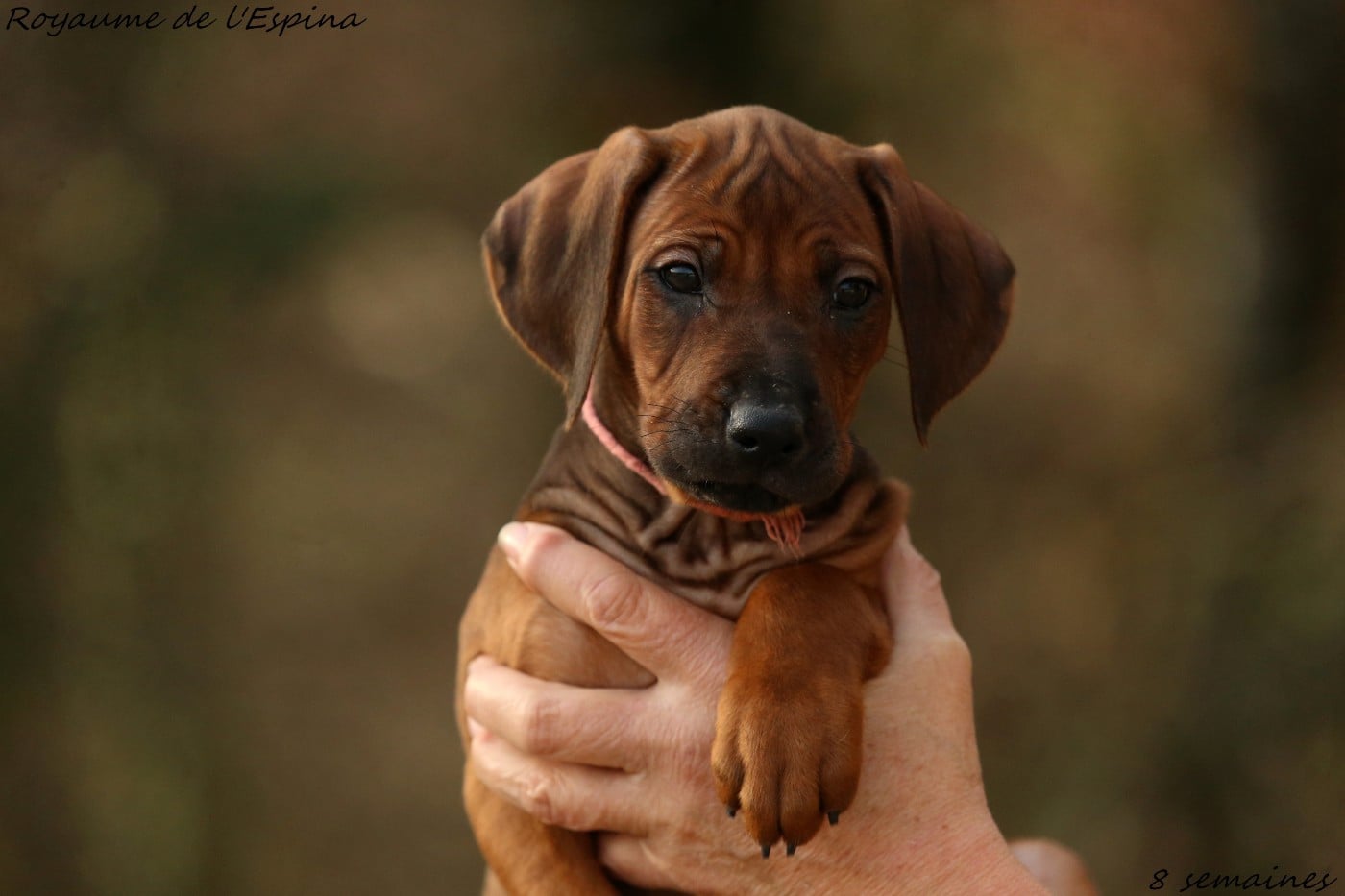 Amani du Royaume de l'Espina