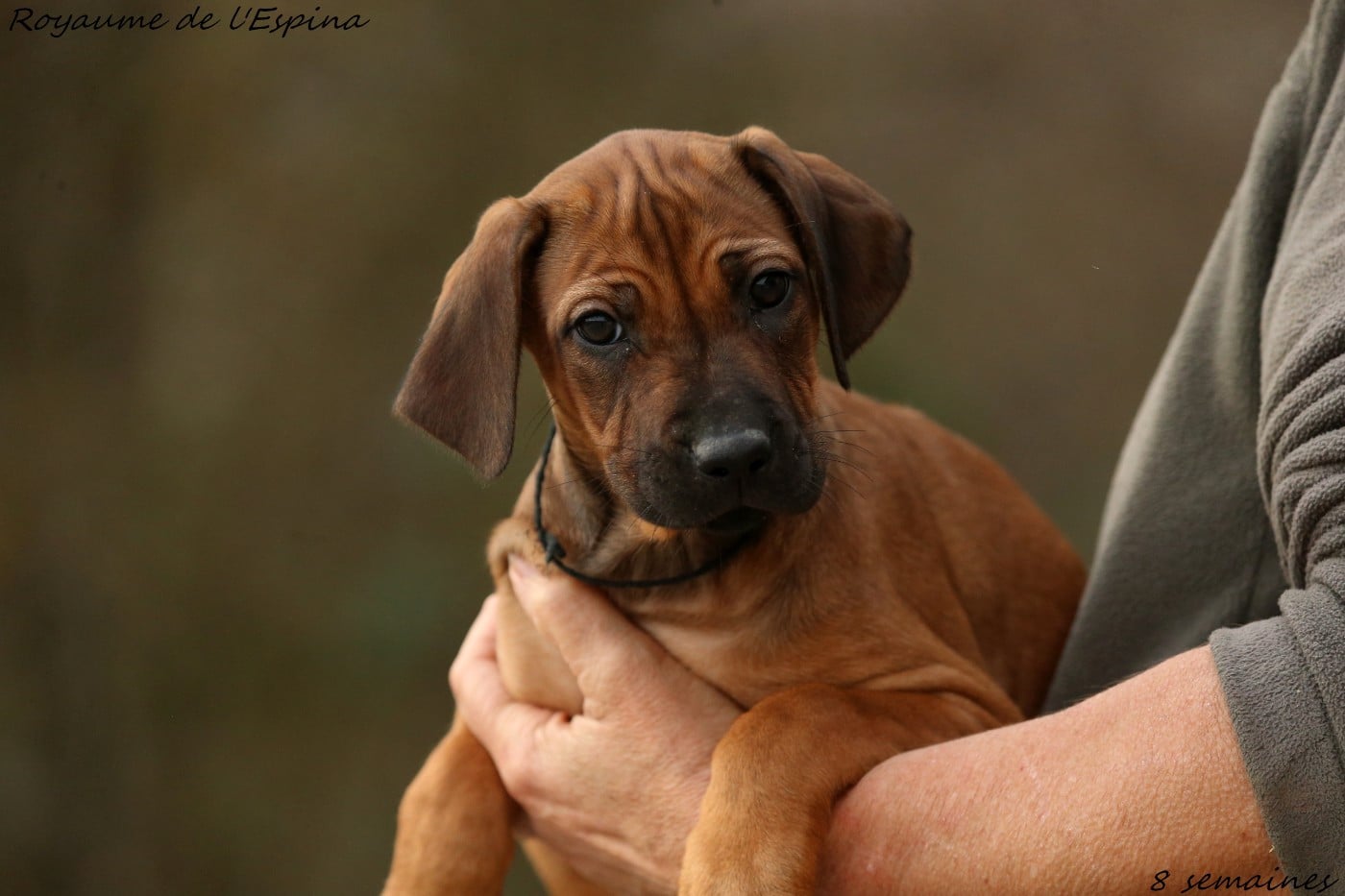 A' Naya du Royaume de l'Espina