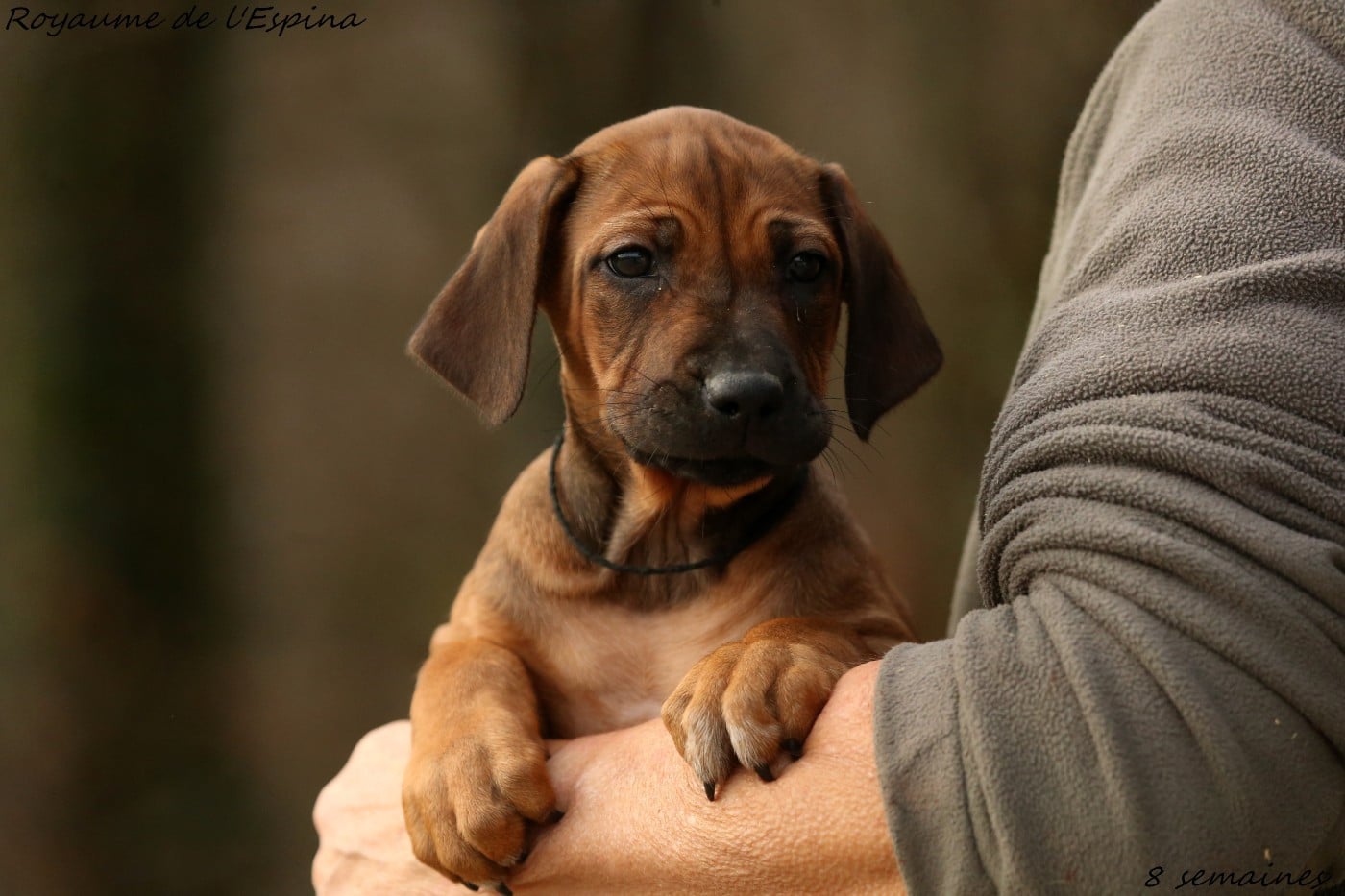 A' Naya du Royaume de l'Espina