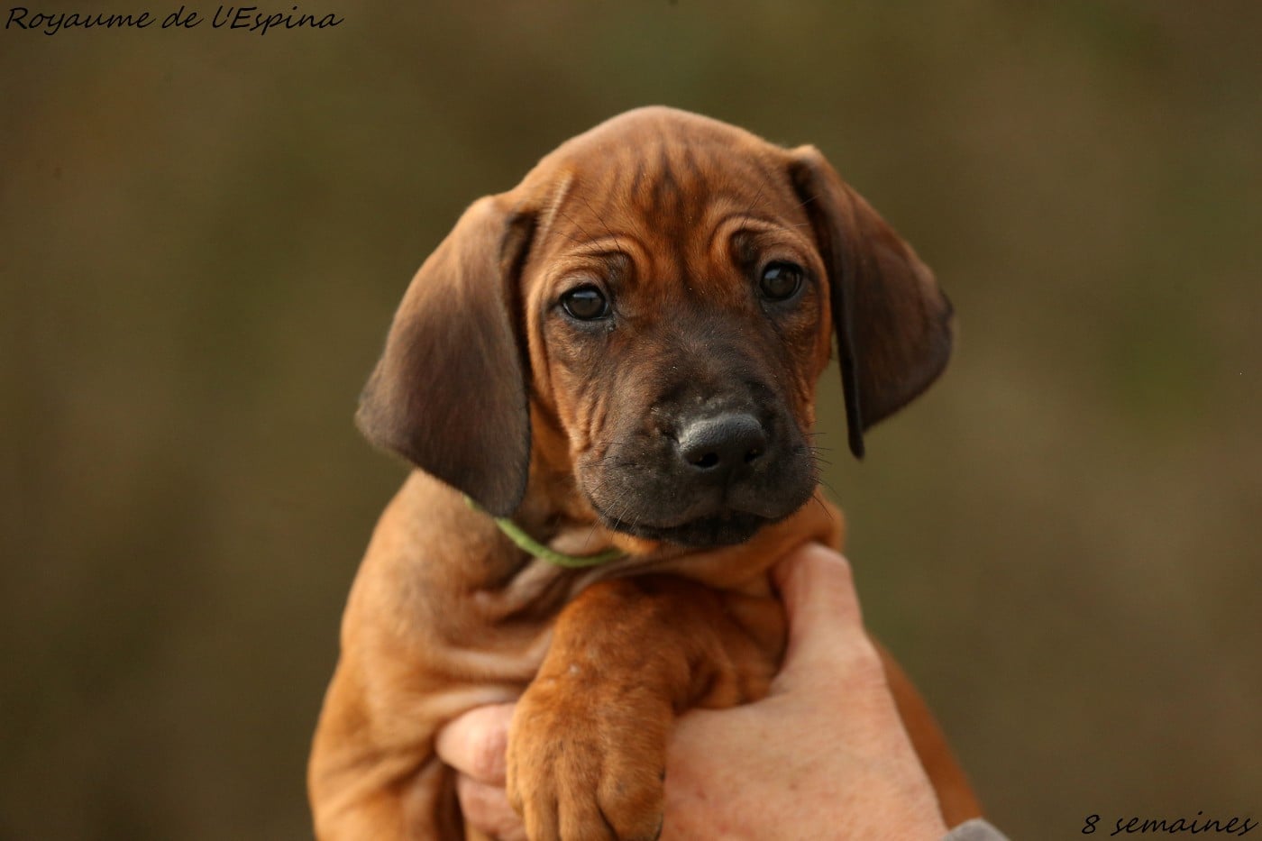 Alkane du Royaume de l'Espina