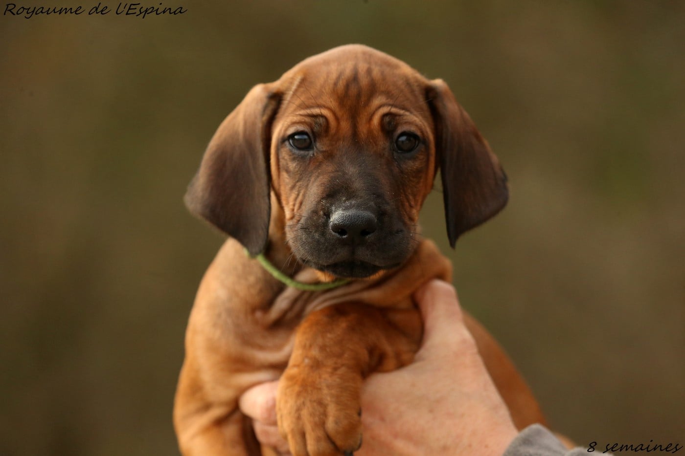 Alkane du Royaume de l'Espina