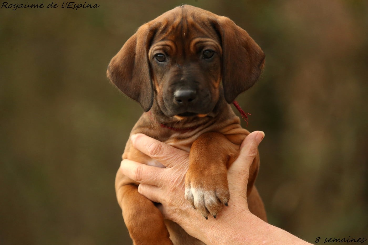 Alya du Royaume de l'Espina