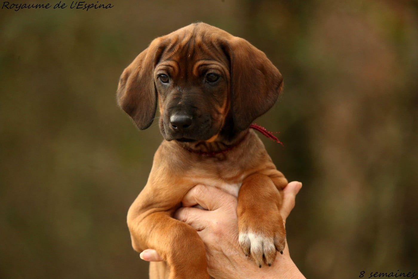 Alya du Royaume de l'Espina