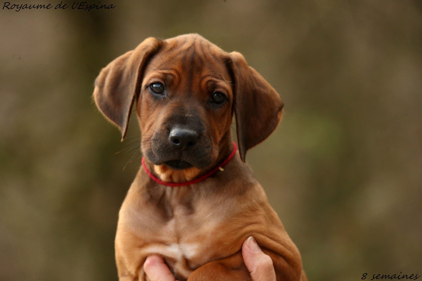 A' Freya du Royaume de l'Espina