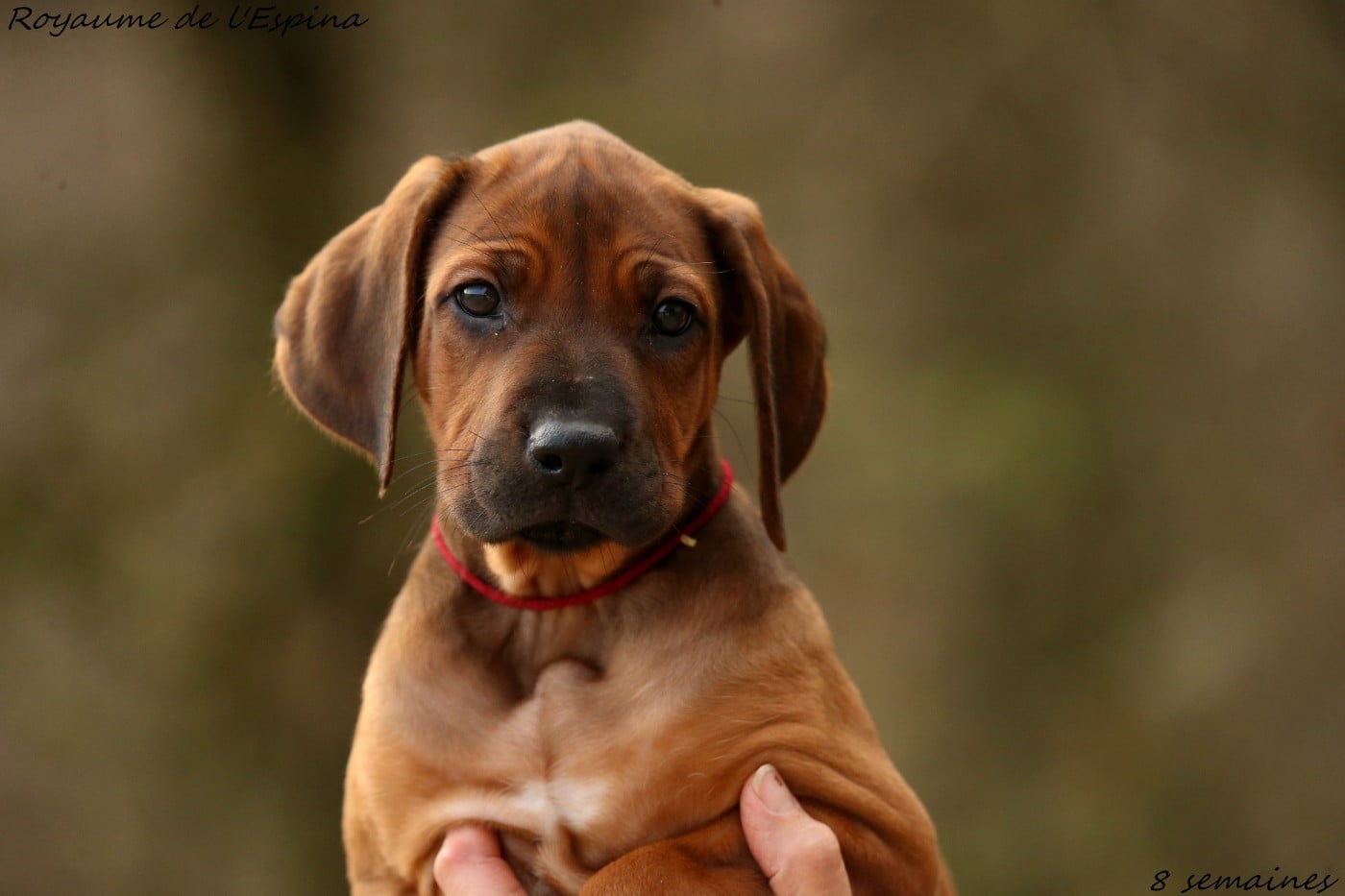 A' Freya du Royaume de l'Espina