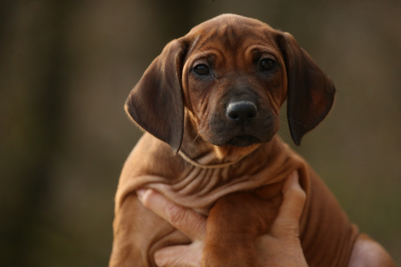 Aika Vita du Royaume de l'Espina