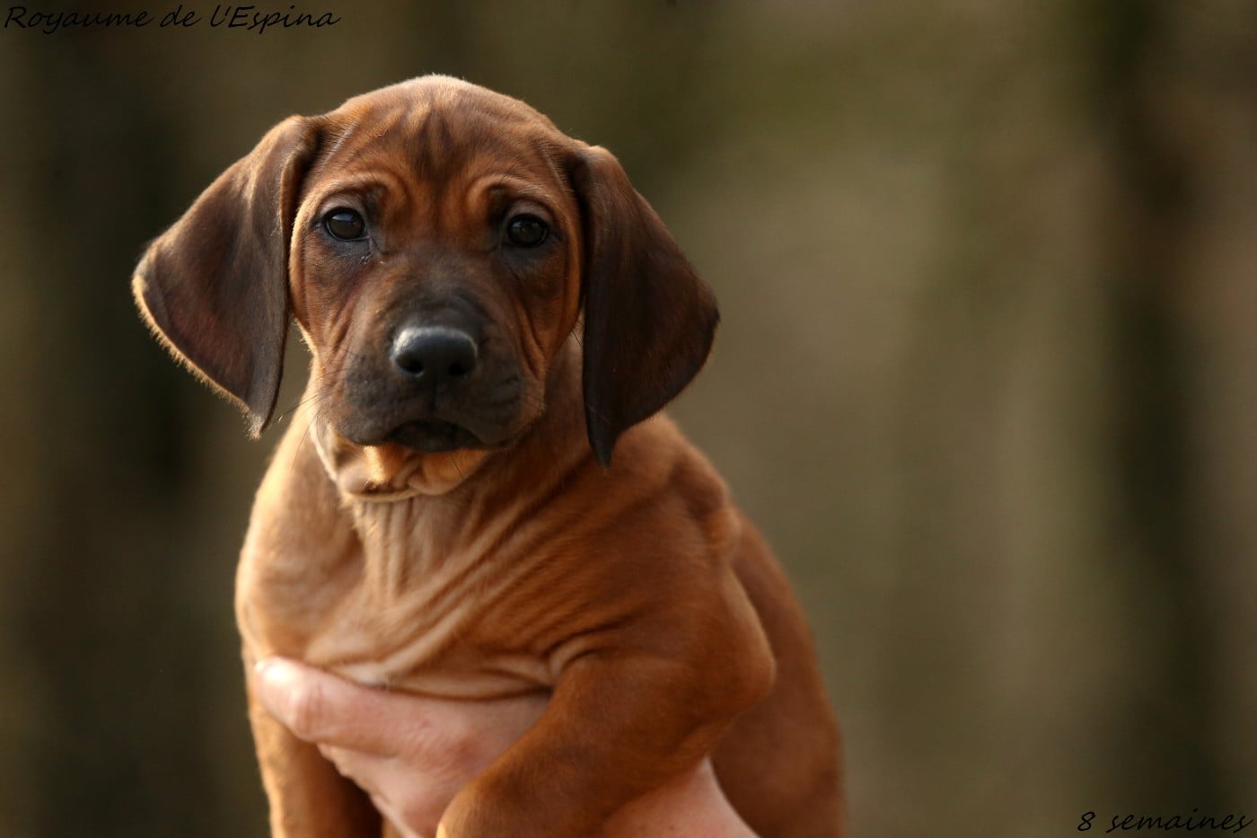 Aika Vita du Royaume de l'Espina