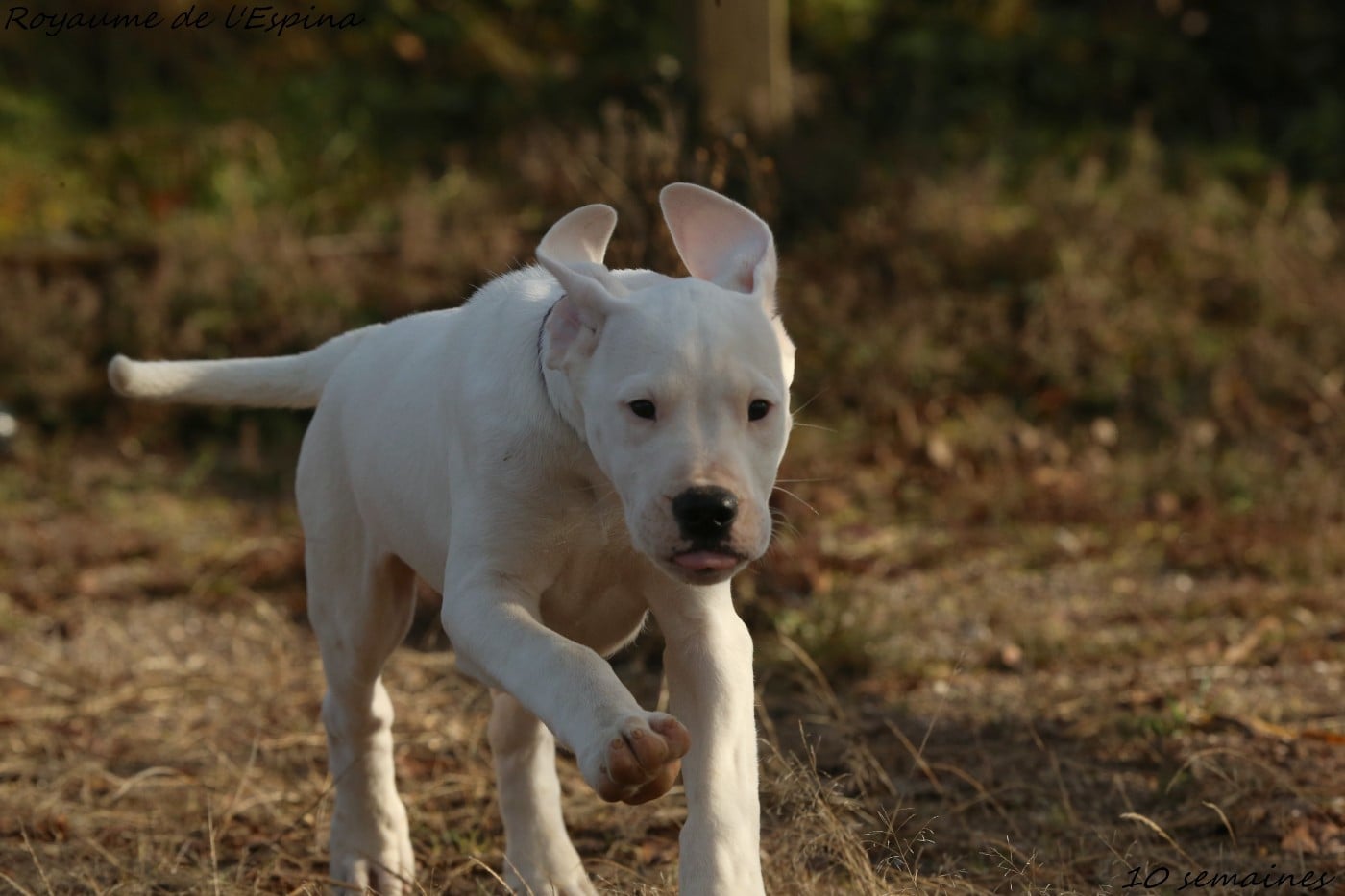 Angelina du Royaume de l'Espina