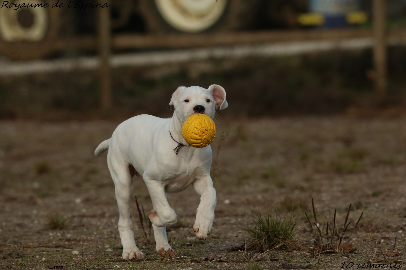 Angelina du Royaume de l'Espina