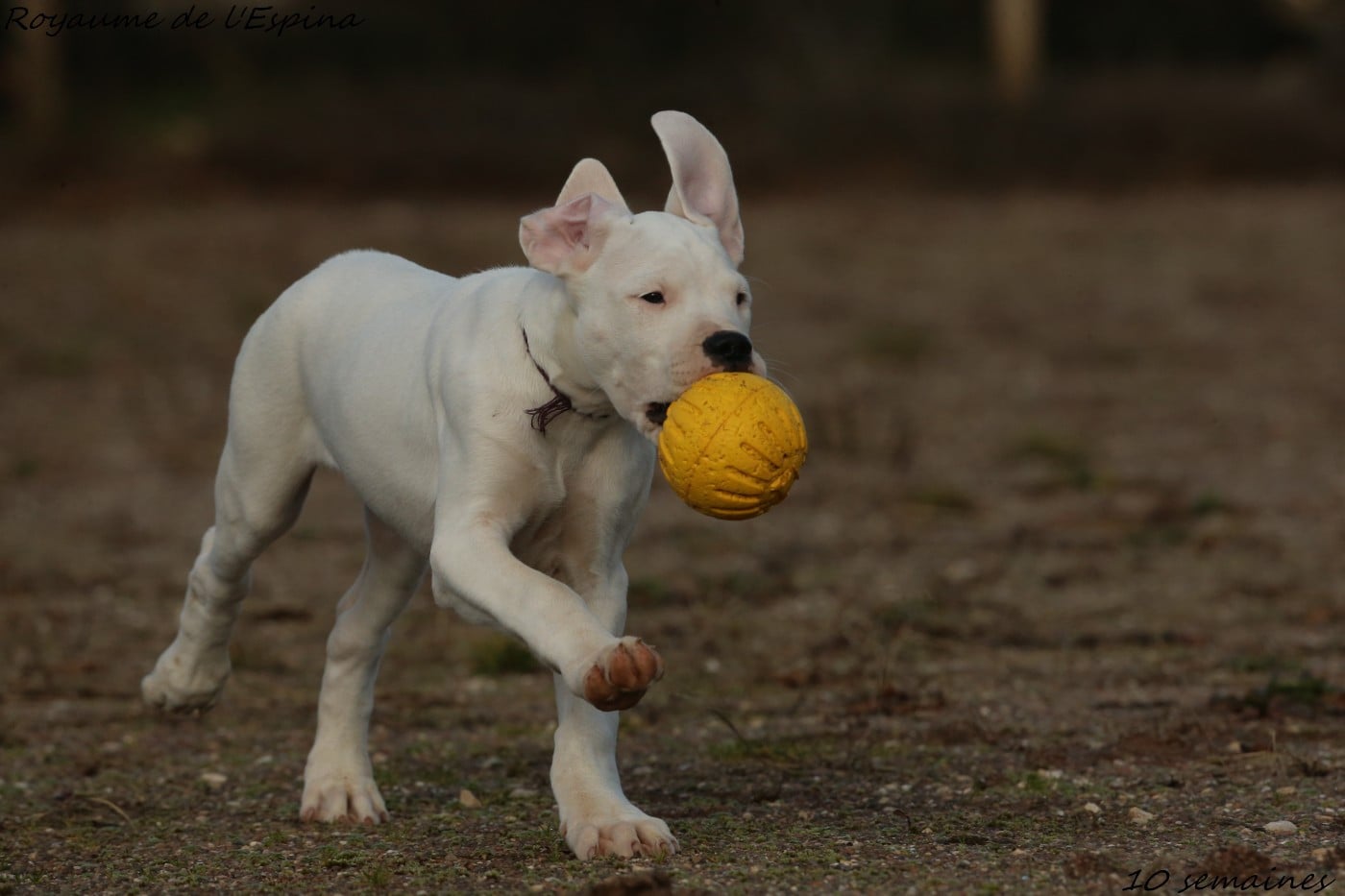 Angelina du Royaume de l'Espina