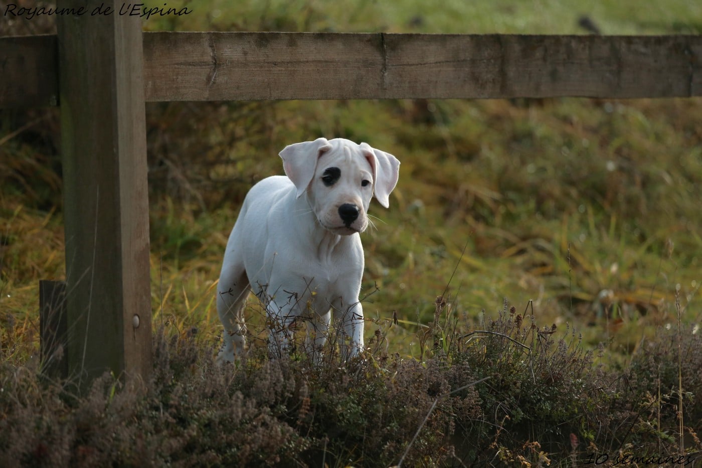 Alba du Royaume de l'Espina