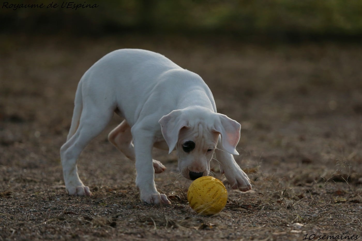 Alba du Royaume de l'Espina