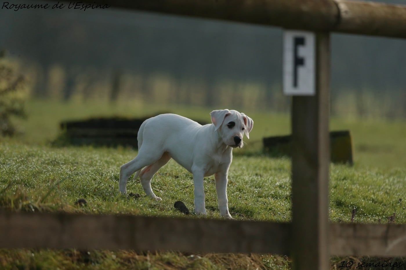 Alba du Royaume de l'Espina
