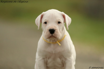 Les chiots de Dogo Argentino