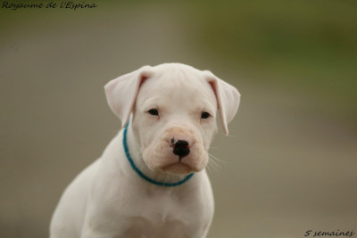 Les chiots de Dogo Argentino