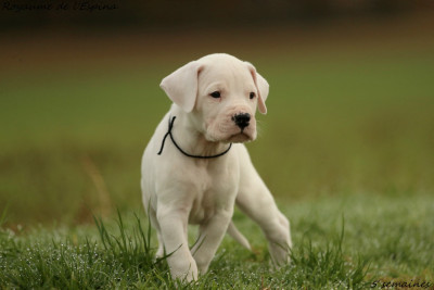 Les chiots de Dogo Argentino