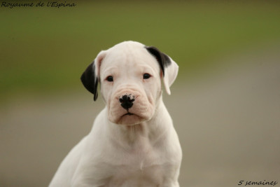 Les chiots de Dogo Argentino
