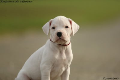 Les chiots de Dogo Argentino