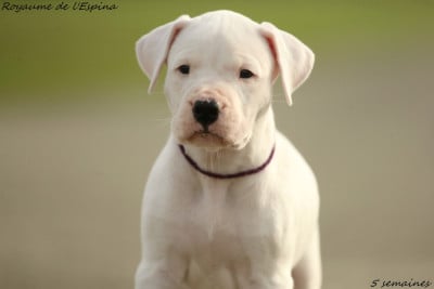 Les chiots de Dogo Argentino