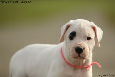 Les chiots de Dogo Argentino