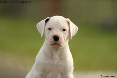 Les chiots de Dogo Argentino