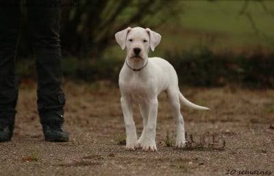 Les chiots de Dogo Argentino