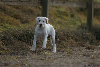 Les chiots de Dogo Argentino