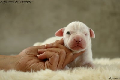 Les chiots de Dogo Argentino