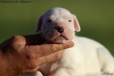 Les chiots de Dogo Argentino