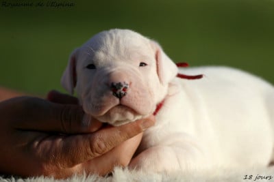 Les chiots de Dogo Argentino