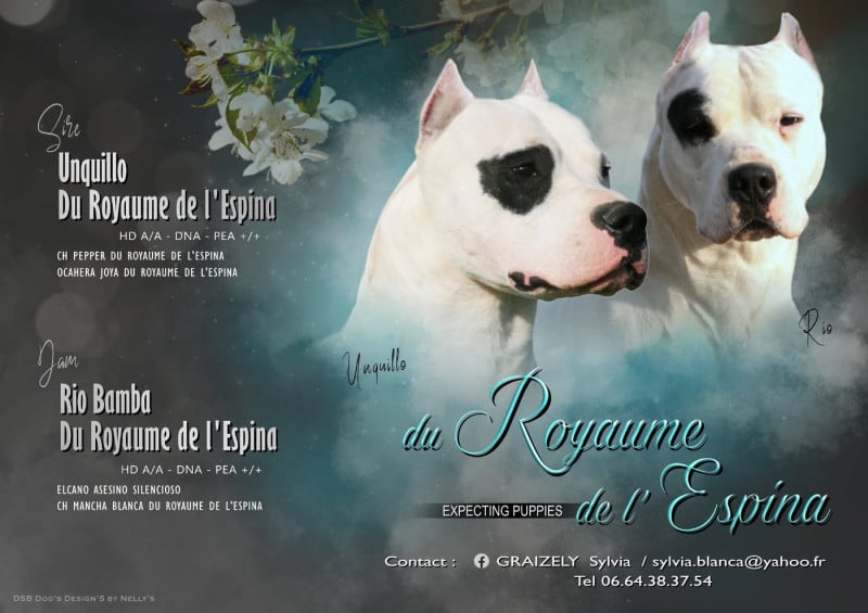 Dogo Argentino - du Royaume de l'Espina