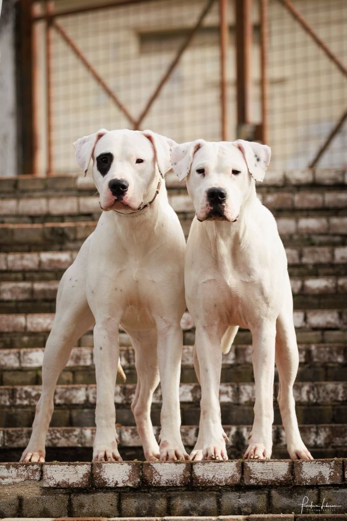 Uranga rose du Royaume de l'Espina - 1ère excellent en classe intermédiaire - CACS - CACIB - BOB