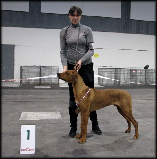 CH. Be african miracle anima animal - 1er très prometteur classe puppy - Meilleur puppy