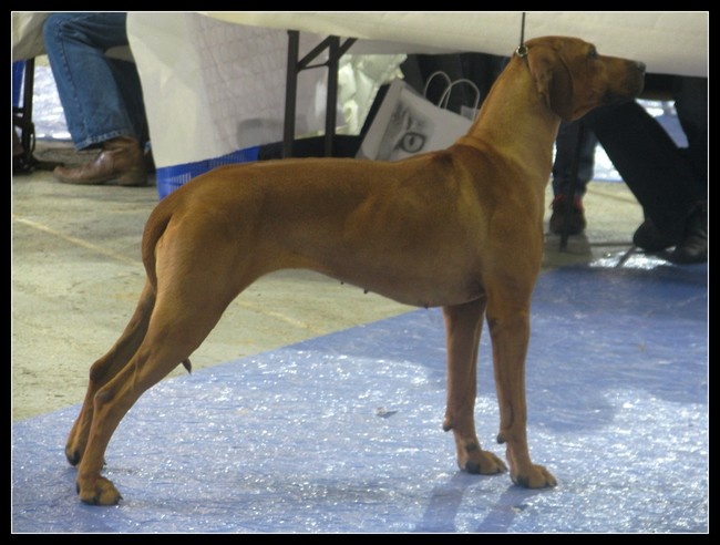 Gandjha du Royaume de l'Espina - 1ere très bon classe jeune - Meilleure jeune
