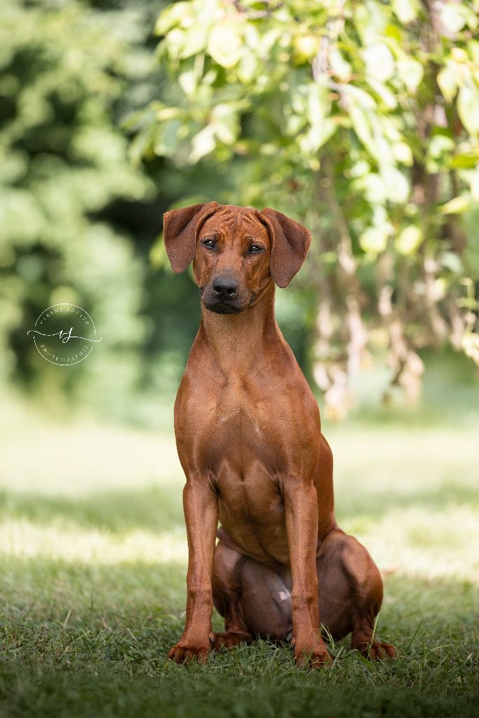 Azzah shani du Royaume de l'Espina - 1ère très prometteur en classe puppy - Meilleur Puppy