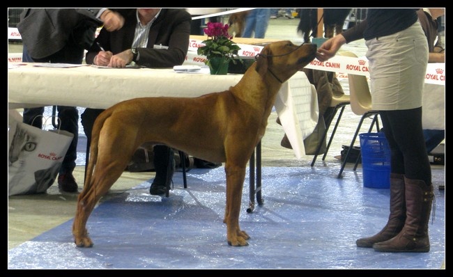 CH. Be african miracle anima animal - 1er excellent classe intermédiaire + CACS + Confirmation