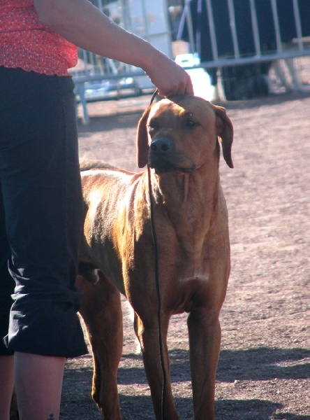 CH. Be african miracle anima animal - 1er excellent jeune male - Meilleur Jeune - Meilleur de race - 3eme jeune au BIS