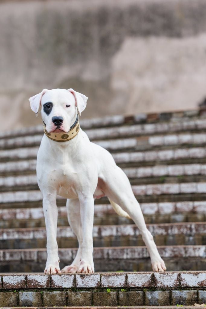 Unquillo du Royaume de l'Espina - 1er excellent en classe intermédiaire - CACS - BOS