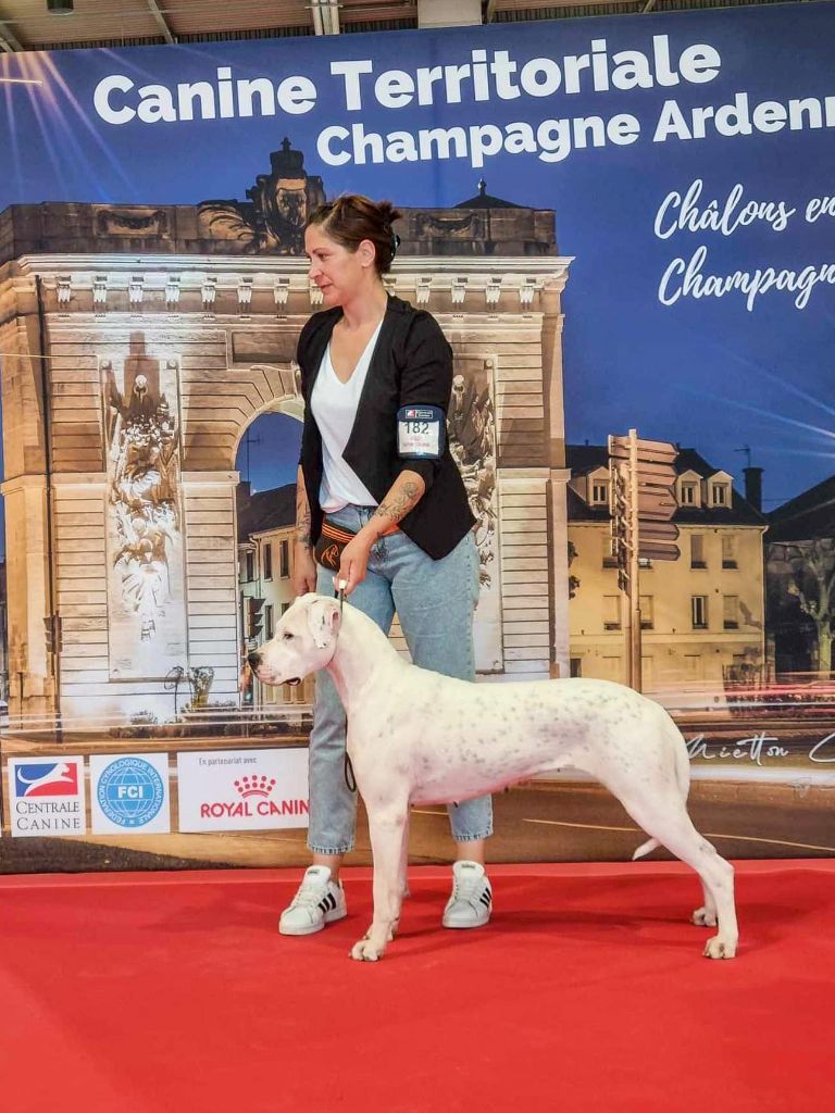 Uranga rose du Royaume de l'Espina - 1ère excellent - CACIB Jeune - Meilleur Jeune - Meilleur de race - BOGJ 3ème