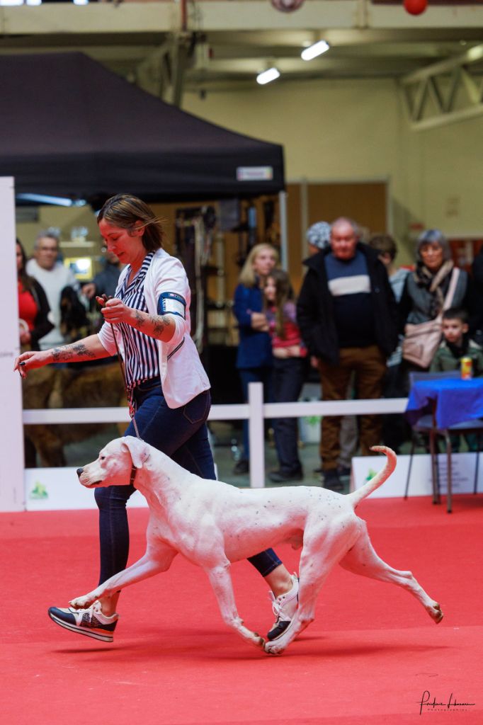 Unquillo du Royaume de l'Espina - 1er excellent en classe jeune - CACIB Jeune - Meilleur Jeune - BOS - BOGJ 2ème