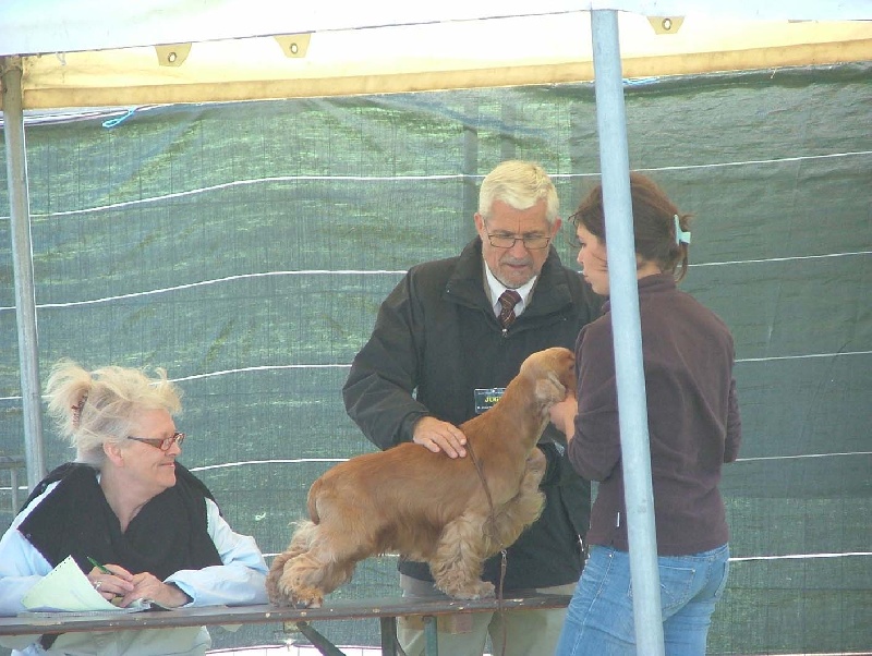 Corralet The new edition - 1 ex CACS classe ouverte